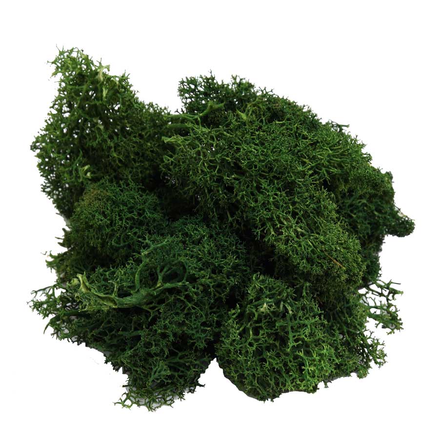 Eternal Life Preserved Moss Grass Wall