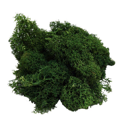 Eternal Life Preserved Moss Grass Wall