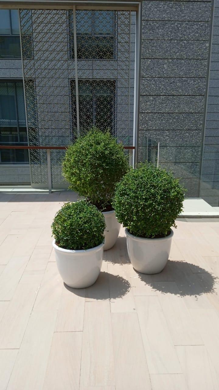 Lush Green Combo – Set of 3 Ehretia Microphylla (Ball Shape) in Elegant Ceramic Pots