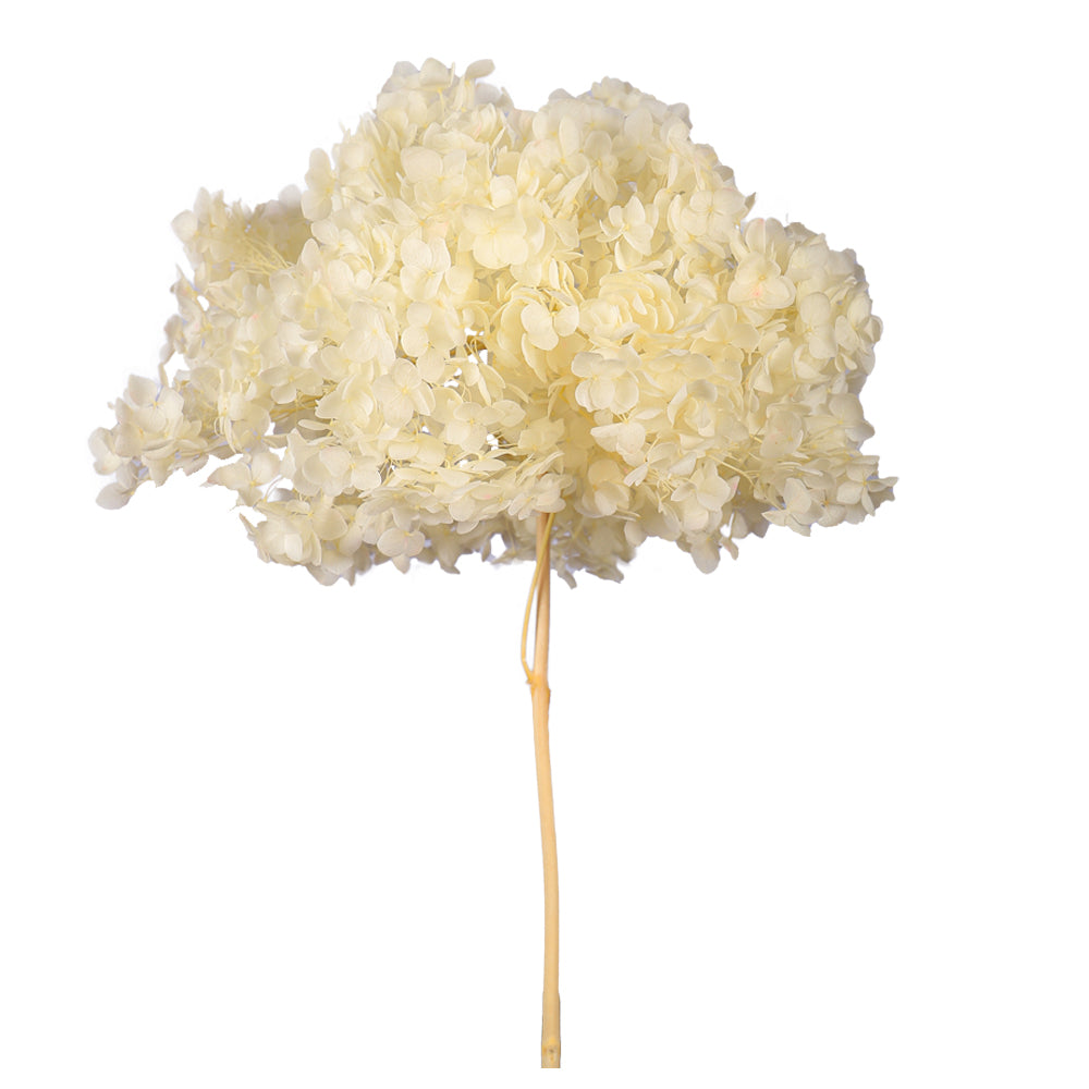 Preserved Dried Hydrangea Flower