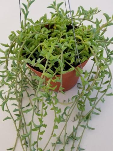 SENECIO PEREGRINUS OR STRING OF DOLPHINS