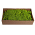 Preserved Fresh Moss 1 Box