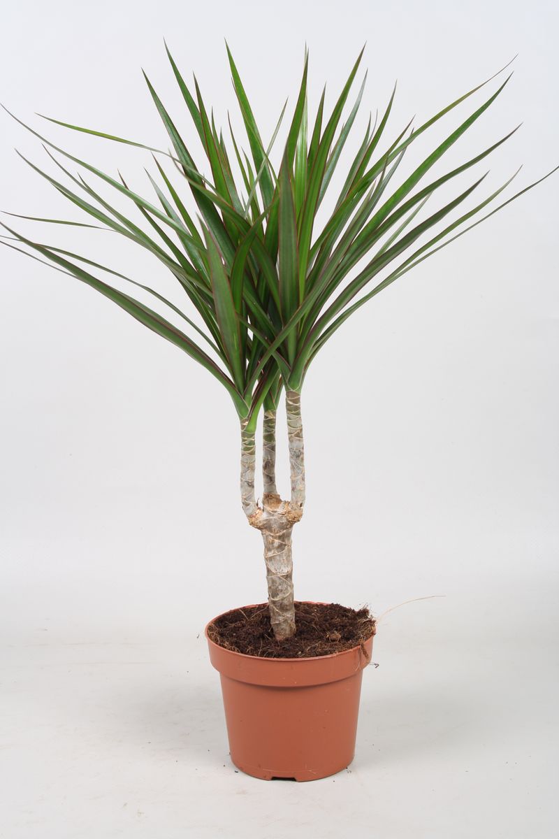 Dracaena Marginata 40-50cm