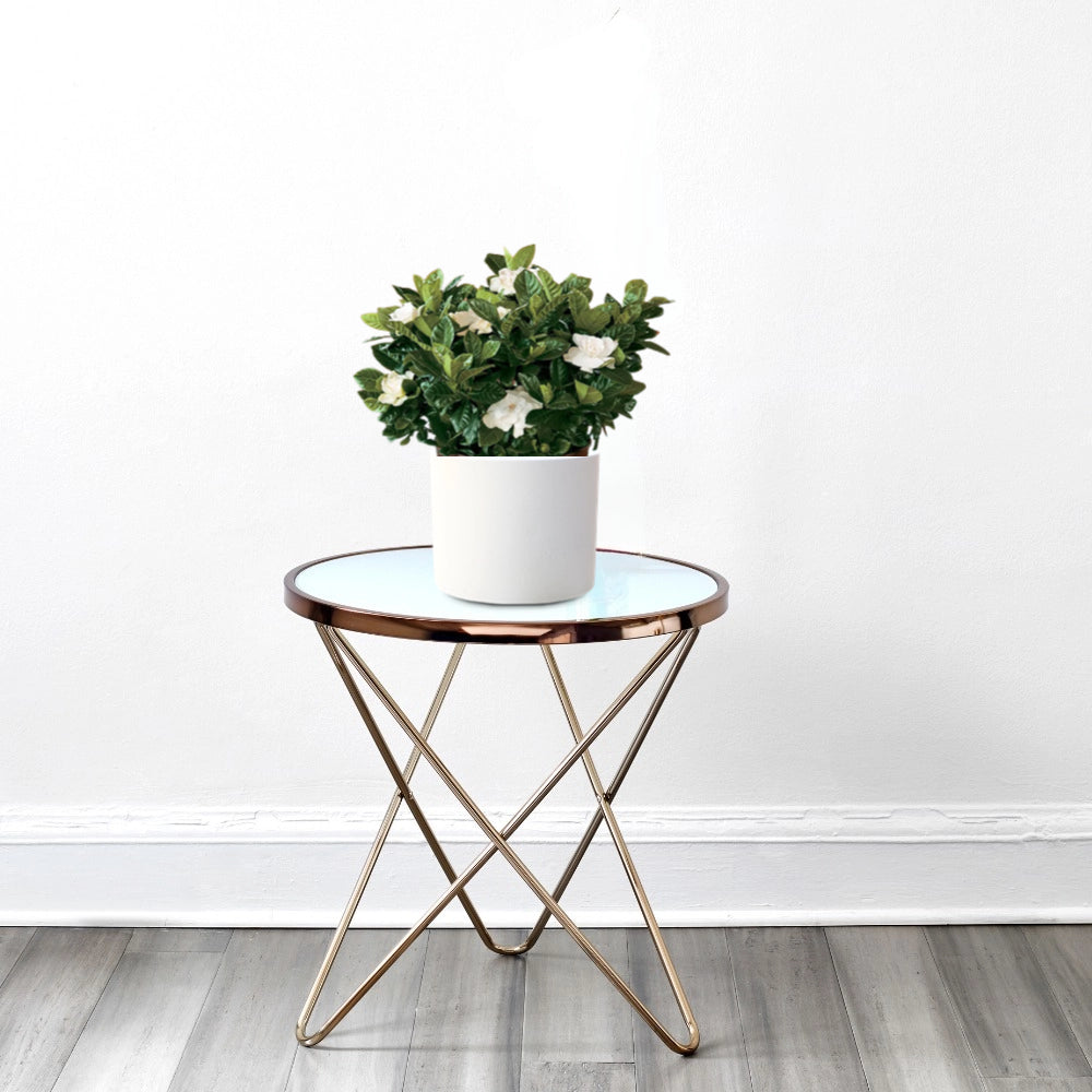 Gardenia jasminoides or Cape Jasmine كيب ياسمين