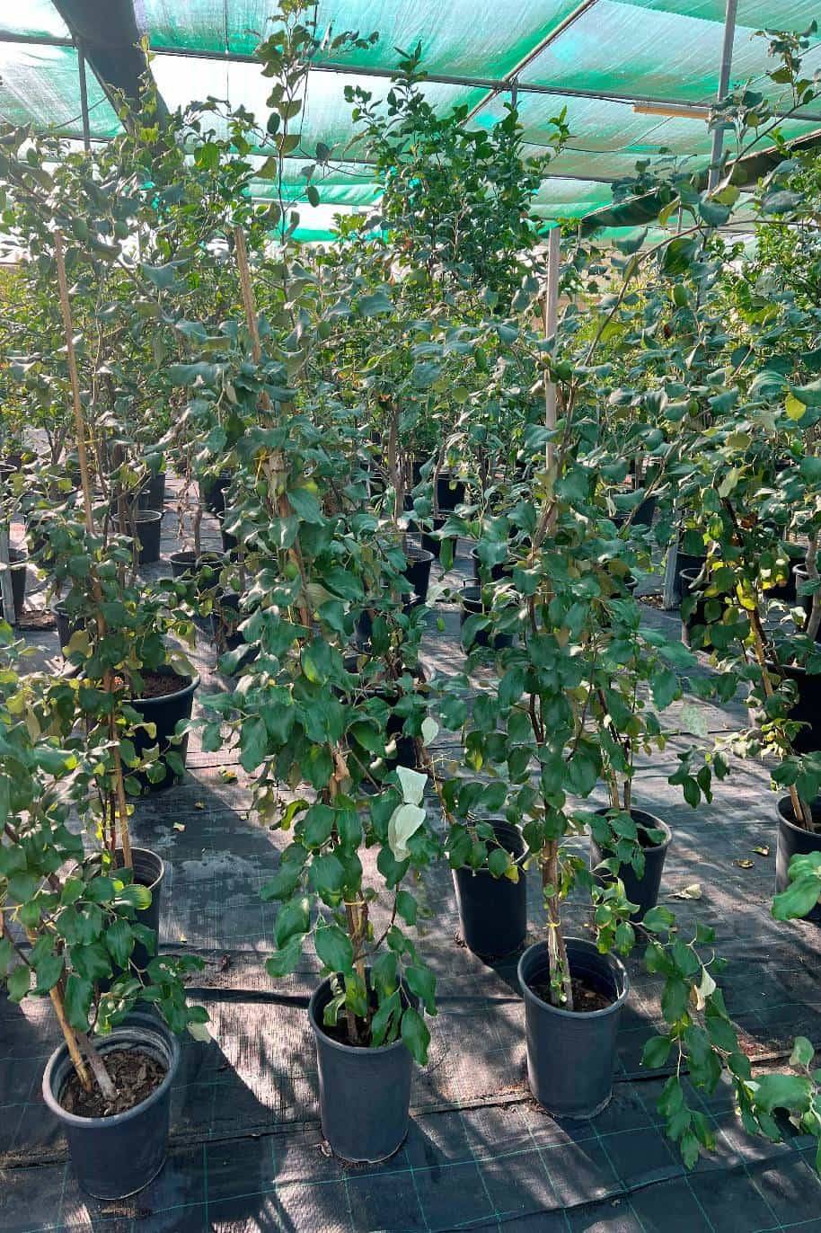 Ziziphus jujuba Or Jujube Tree شجرة عناب