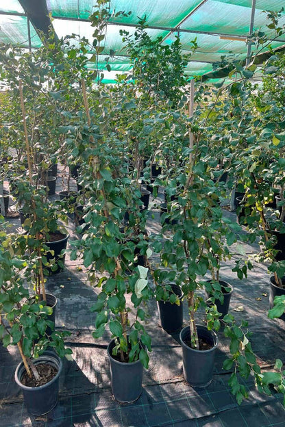 Ziziphus jujuba Or Jujube Tree شجرة عناب