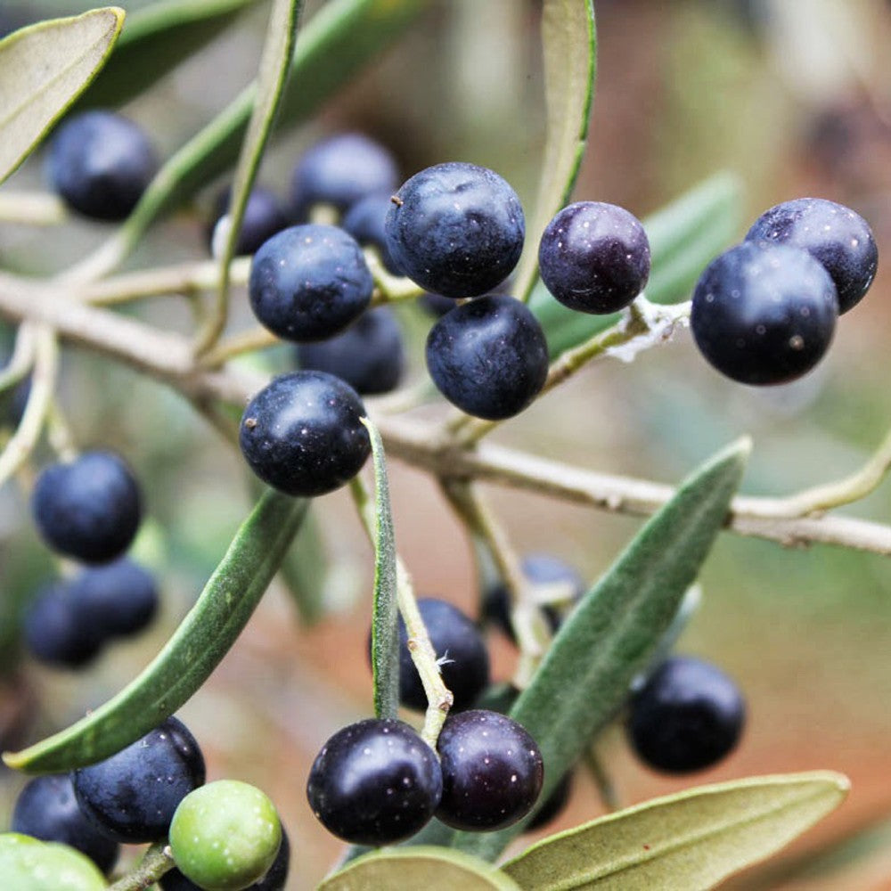 Olea europea or Olive Tree | شجرة زيتون