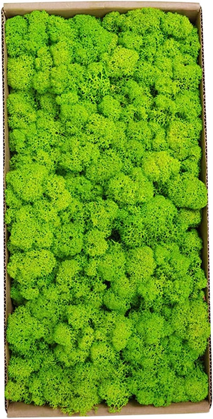 Reindeer Moss – Preserved