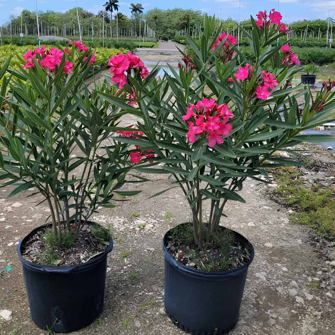 nerium oleander