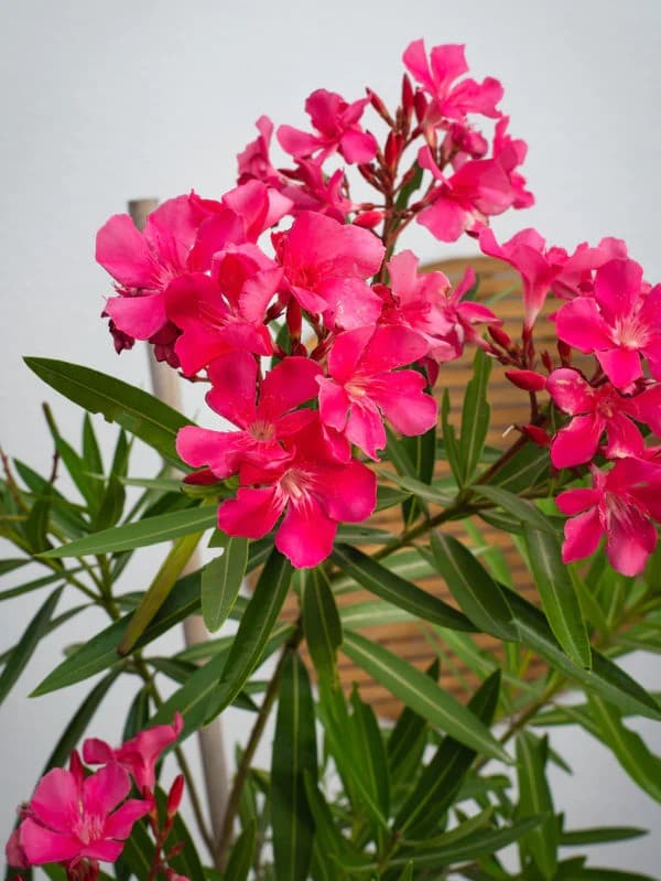 nerium plant