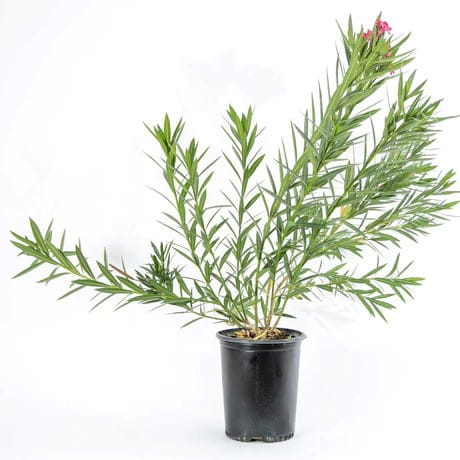 oleander