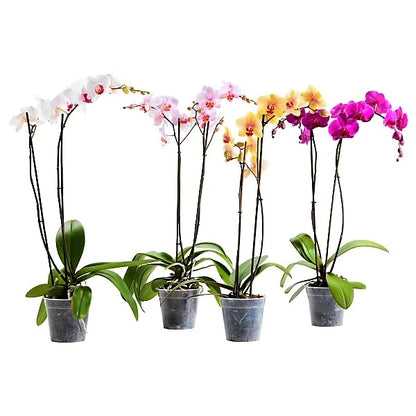 Moth Orchids, Phalaenopsis orchids