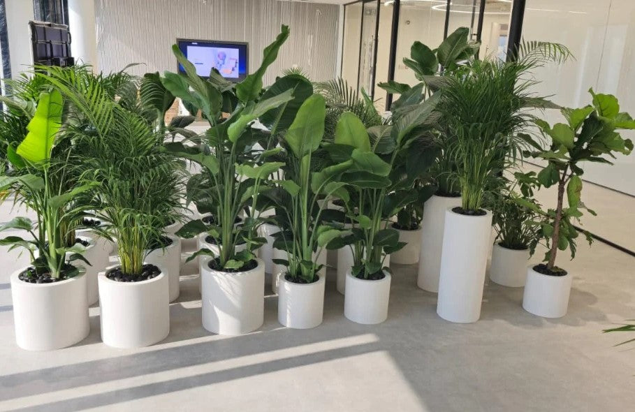 Combo Plants Bundle of 10 | 5 Bird of Paradise + 5 Areca Palm | Lush Indoor Plants in Ceramic Pots