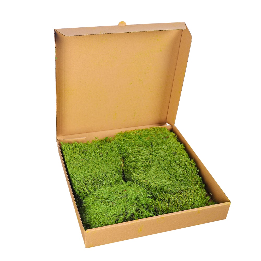 Preserved Dried Moss Pieces