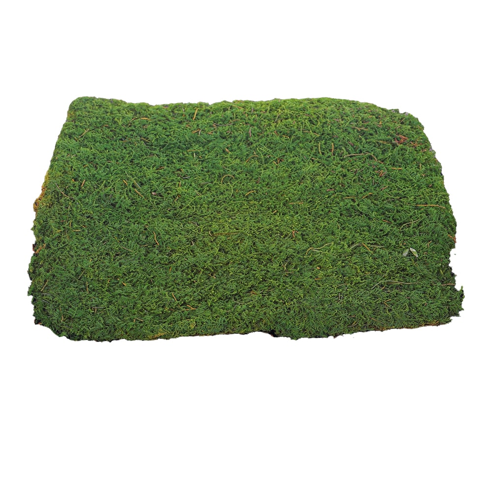 Preserved Moss Sheet