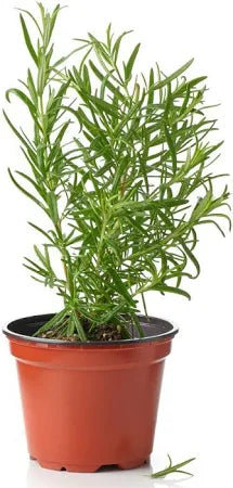Rosemary Plant in Pot – Fresh Herb with Low Maintenance | Indoor &amp; Outdoor Gardening by Royal Plantscape Dubai