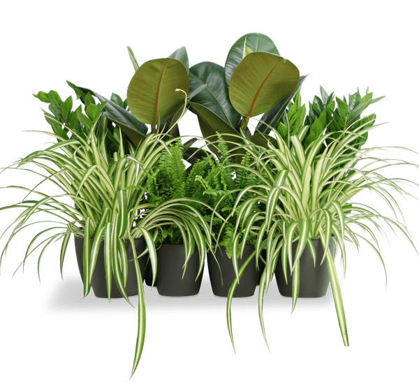 Office Starter Plant Set “Office Indoor Plant” 30-40cm