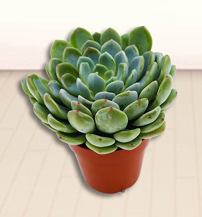 Echeveria succulent