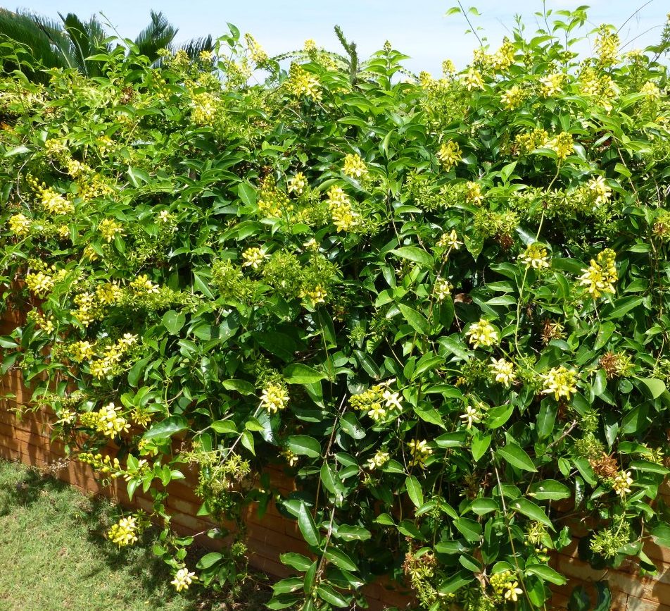 Shower of Gold Climber