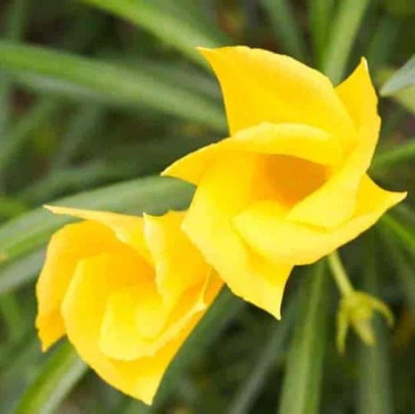 Thevetia Peruviana Plant – Elegant Yellow Flowering Outdoor Ornamental