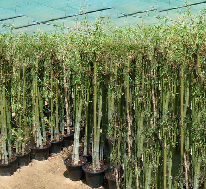 Bambus green or Tropical Bamboo 1.5 – 1.8m