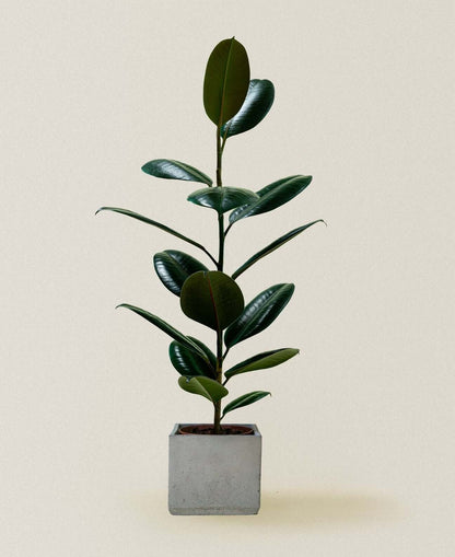 Rubber plant , Ficus elastic Abidjan - Rubber plant