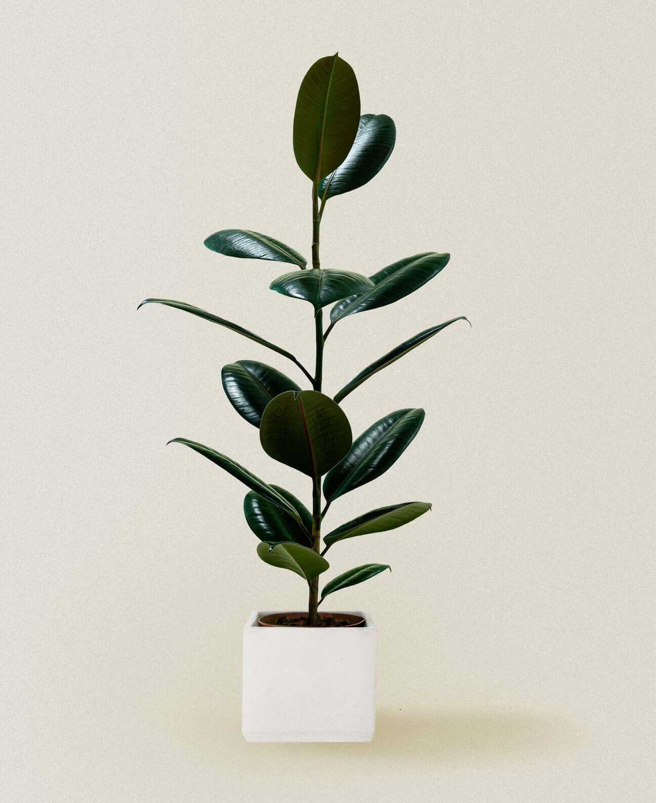 Rubber plant , Ficus elastic Abidjan - Rubber plant