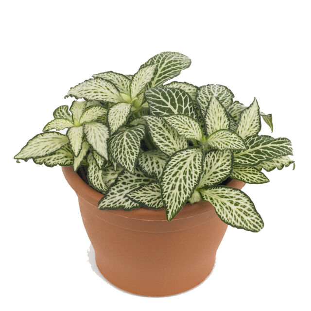 Fittonia plant