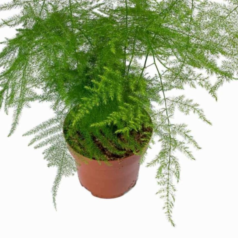 Asparagus Setaceus