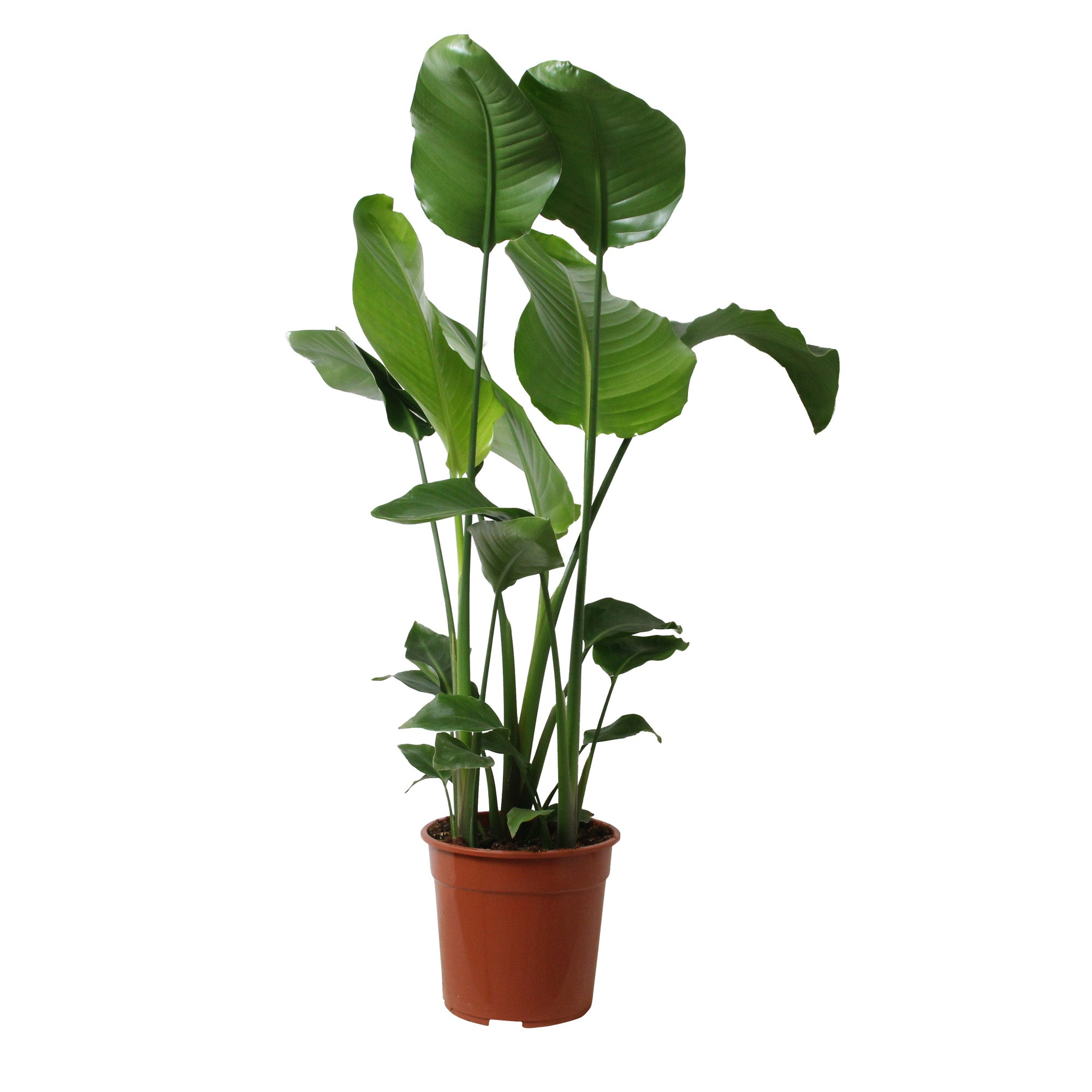 Strelitzia Nicolai or Bird of Paradise