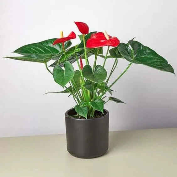 Andreanum – The Flamingo Flower | Vibrant Indoor Bloom