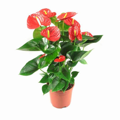 Andreanum – The Flamingo Flower | Vibrant Indoor Bloom