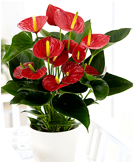 Andreanum – The Flamingo Flower | Vibrant Indoor Bloom