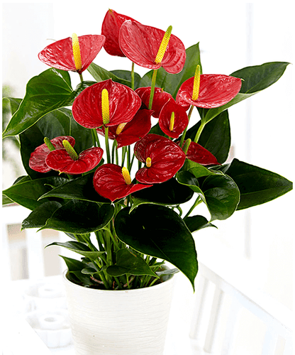 Andreanum – The Flamingo Flower | Vibrant Indoor Bloom