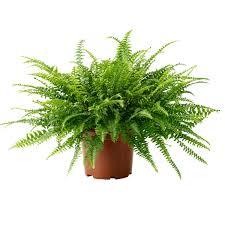 Boston Fern – Nephrolepis exaltata-Fern Plant(Height 40 cm)