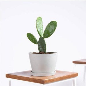 Bunny Ear Cactus- Opuntia Microdasys