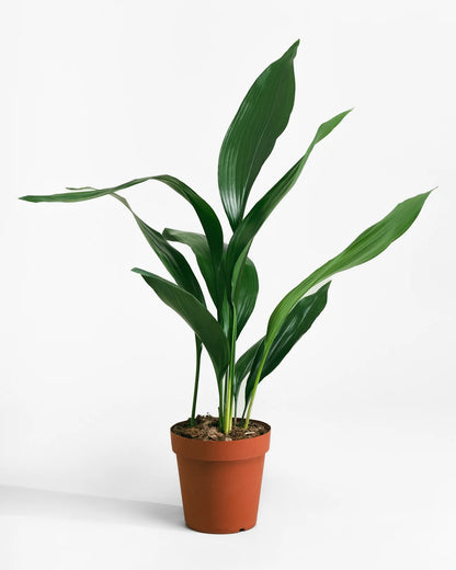 Aspidistras Indoor Plant