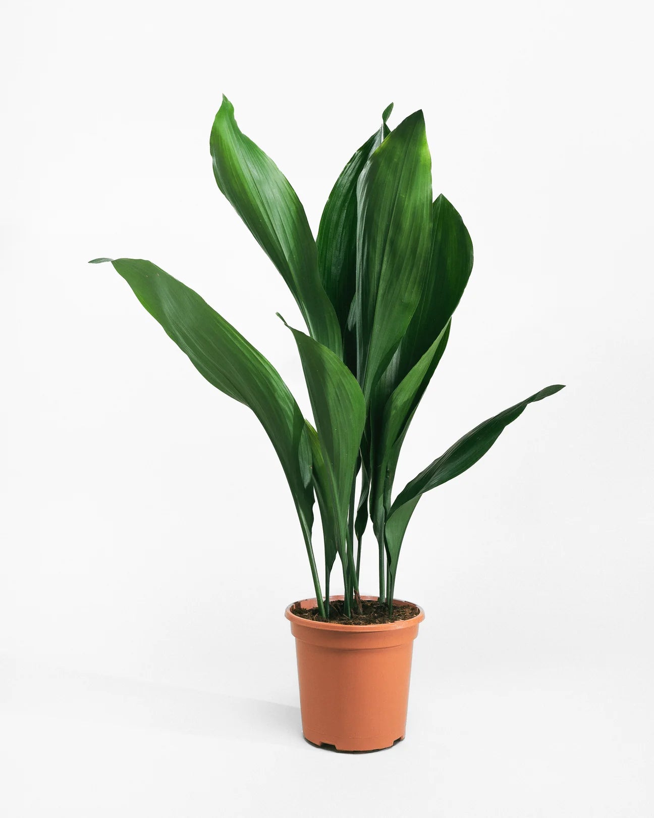 Aspidistras Indoor Plant