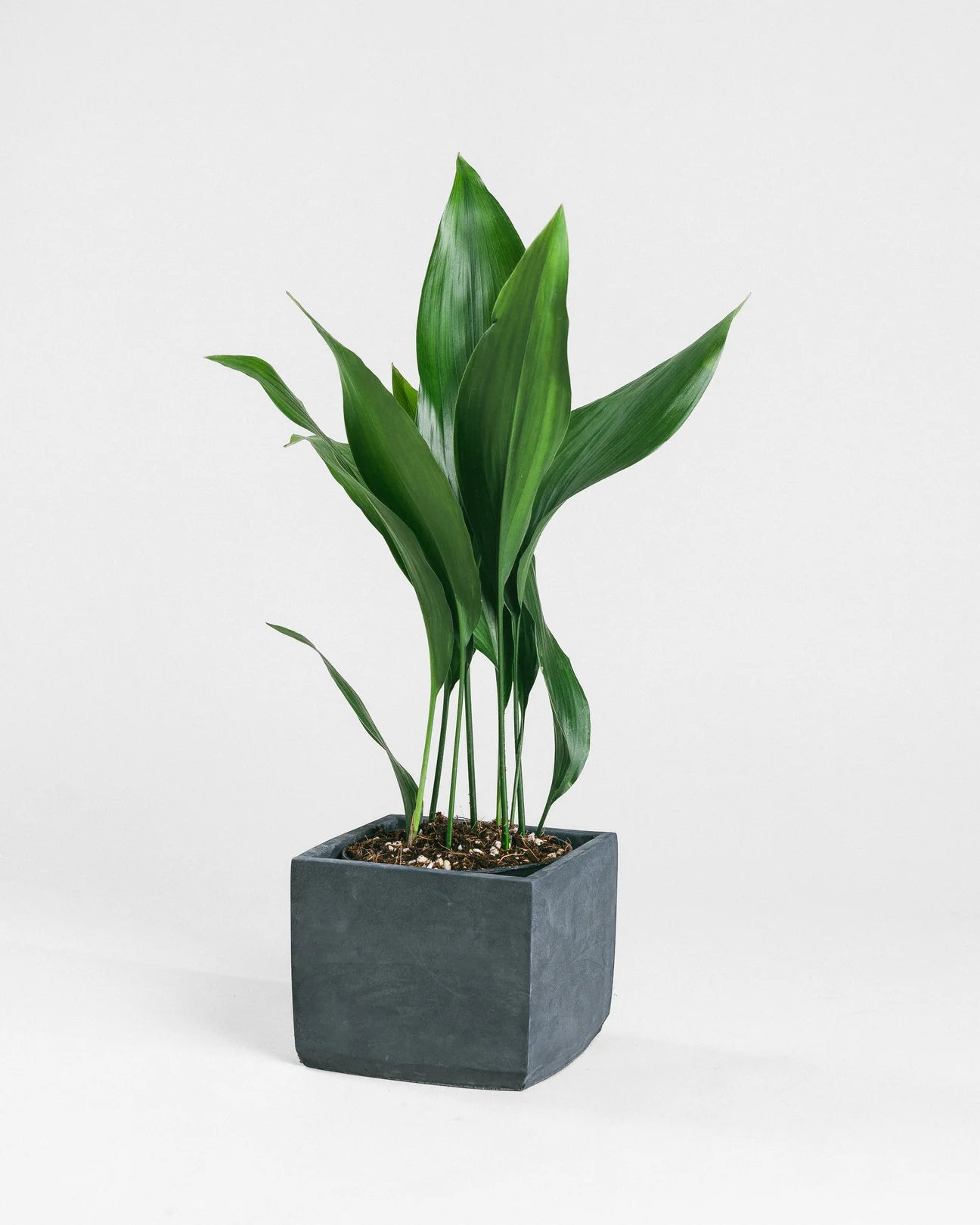 Aspidistras Indoor Plant