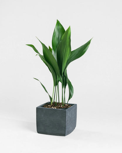 Aspidistras Indoor Plant