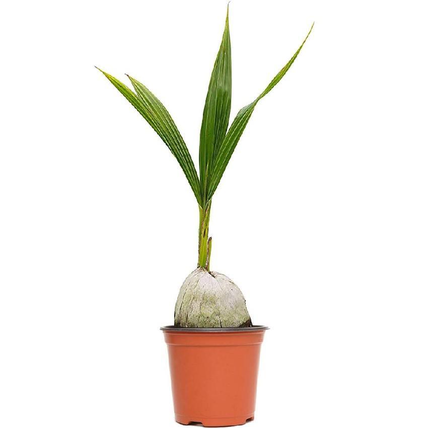 Coconut Tree – Thailand-Cocos Nucifera