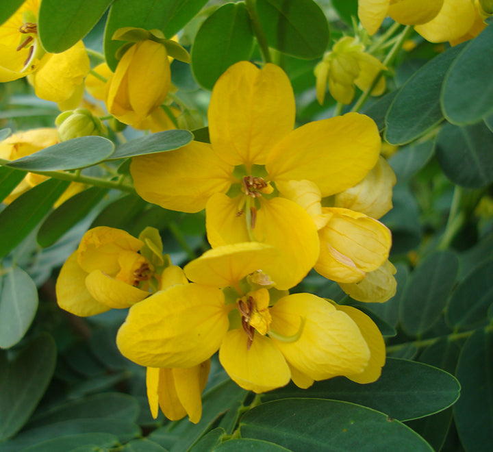 Cassia surattensis “Scrambled Egg Plant”
