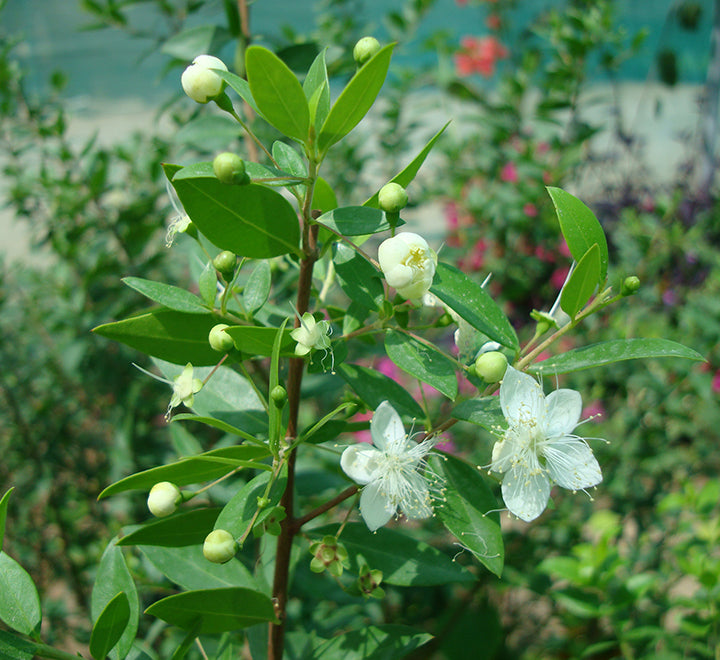 Myrtus communis “‎Myrtle” 40 – 60cm