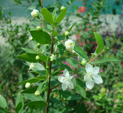 Myrtus communis “‎Myrtle” 40 – 60cm