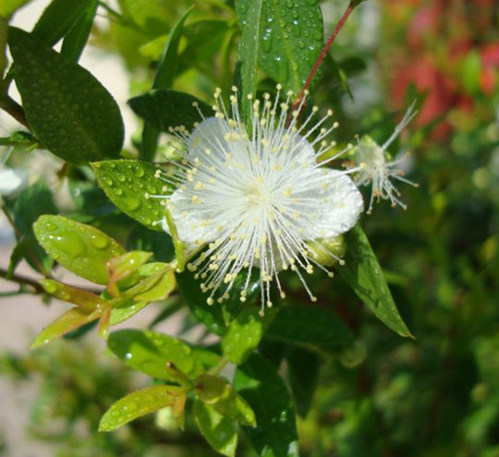 Myrtus communis “‎Myrtle” 40 – 60cm