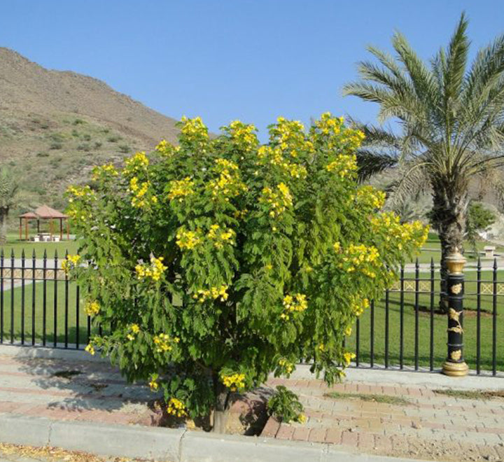 Cassia surattensis “Scrambled Egg Plant”