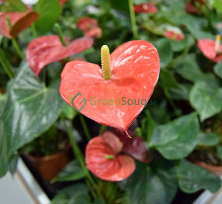 Andreanum – The Flamingo Flower | Vibrant Indoor Bloom