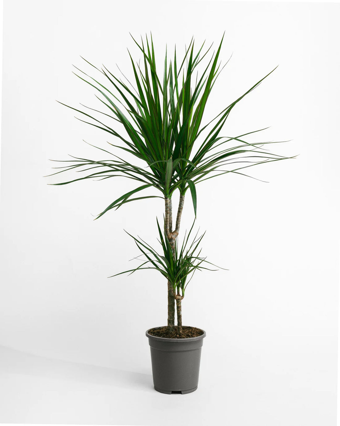 Dracaena Dragon Tree