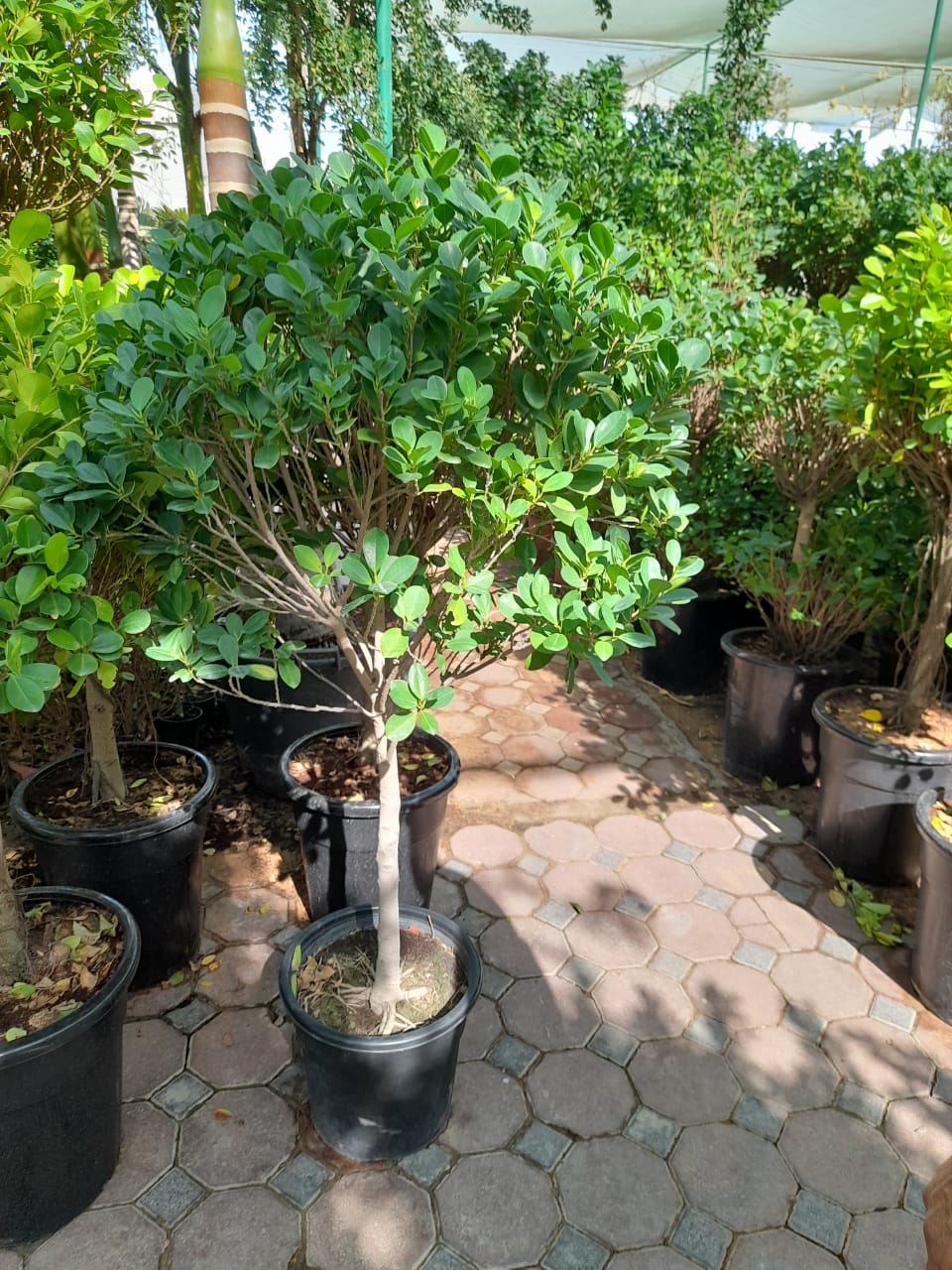 Ficus Panda Single Head