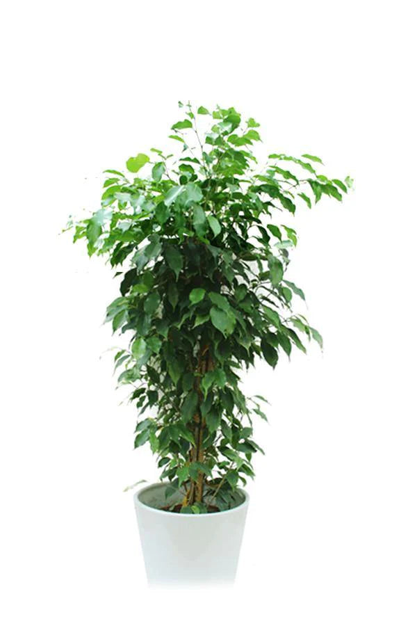 Ficus Bejamina or Weeping fig